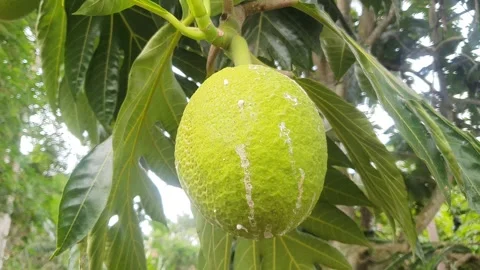 Young green breadfruit and green leaves Stock Footage 323371161