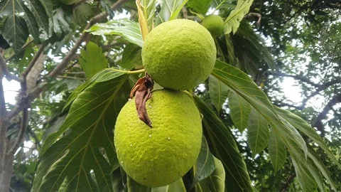 Young green breadfruit and green leaves Stock Footage 323375718