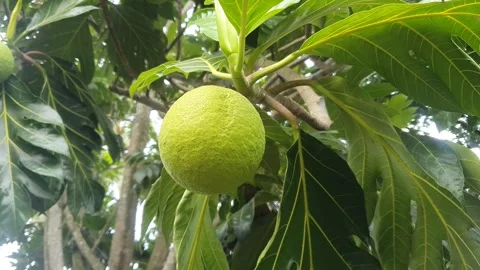 Young green breadfruit and green leaves Stock Footage 323375767