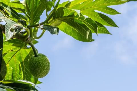 Young green breadfruit hanging in tree Stock Photos