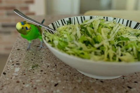 Young green budgerigar on kitchen table near cabbage salad bowl, trying to gr Stock Photos