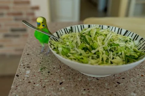 Young green budgerigar on kitchen table near cabbage salad bowl, trying to gr Stock Photos