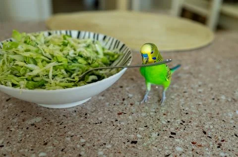 Young green budgerigar on kitchen table near cabbage salad bowl, trying to gr Stock Photos