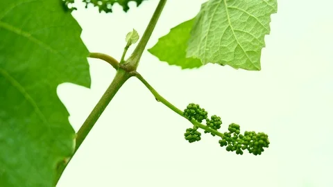 Young green bunch of grapes Stock Footage 113296436