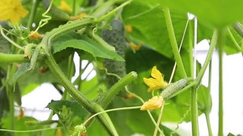 Young green bushes with cucumbers. Stock Footage 132774825