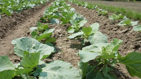 Young Green Cabbage Field 库存影片 334001391