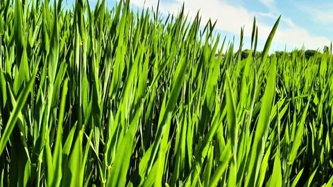 Young Green Cereal Crop Field With Fresh Agricultural Sprouts Under Blue Sky Stock Footage 334736666