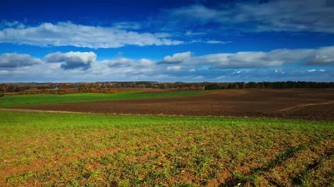 Young green cereal field under cloudy blue sky Stock Footage 69078570