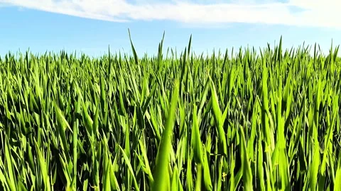 Young Green Cereal Field Under Blue Sky in Summer Agricultural Landscape Stock Footage 334736677