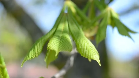 Young green chestnut Stock Footage 192812469