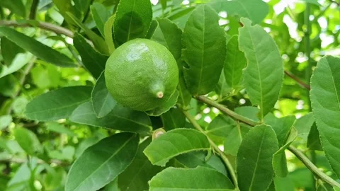 Young Green Citrus Fruit Growing on Tree Stock Footage 337925157