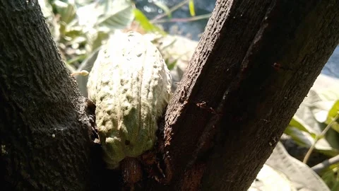 Young Green Cocoa Pod Growing on Tree Branch Stock Footage 339377484