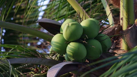 Young green coconuts ripening on a tropical palm tree Stock Footage 336594133