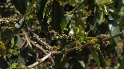 Young green coffee beans on branches 스톡 동영상 58126189