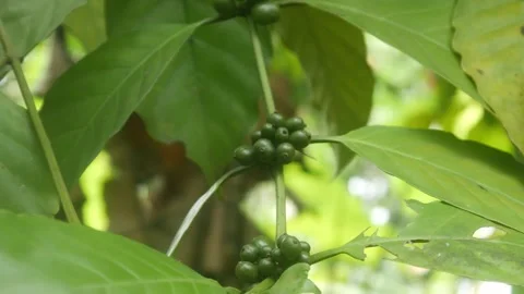Young green coffee beans grow Stock Footage 327190022