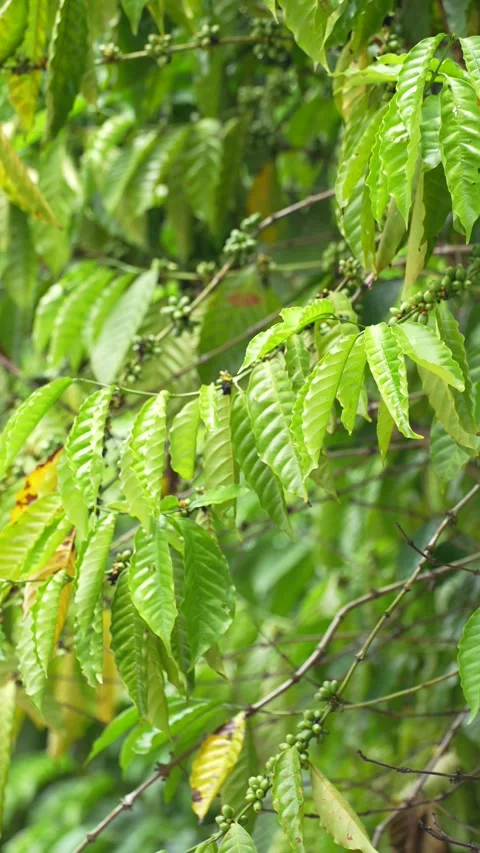 Young green coffee cherries growing in clusters on a coffee tree Stock Footage 344706942
