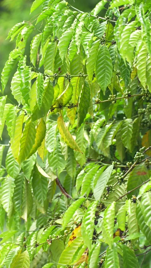 Young green coffee cherries growing in clusters on a coffee tree Stock Footage 344706959