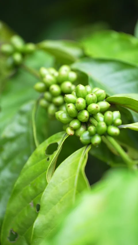 Young green coffee cherries growing in clusters on a coffee tree Stock Footage 344706965