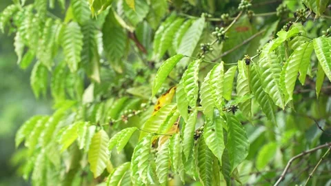 Young green coffee cherries growing in clusters on a coffee tree Stock Footage 344707008