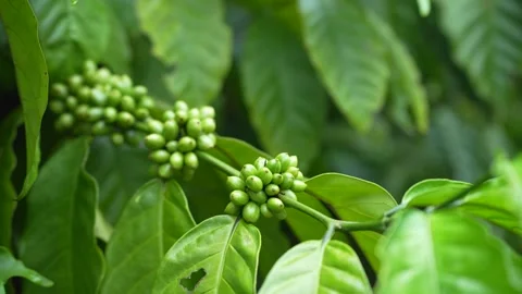 The Young green coffee cherries growing in clusters on a coffee tree Stock Footage 344707064