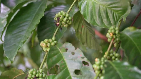 Young green coffee cherries growing in clusters on a coffee tree Stock Footage 344707160