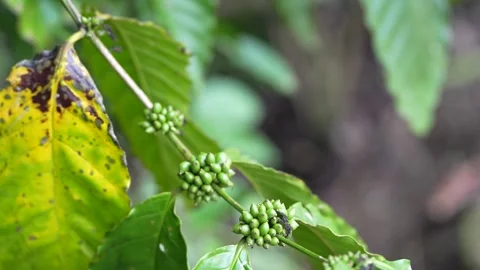 Young green coffee cherries growing in clusters on a coffee tree Stock Footage 344707189