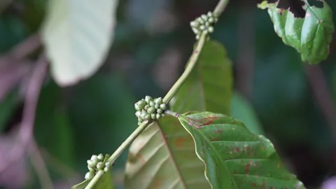 Young green coffee cherries growing in clusters on a coffee tree Stock Footage 344707225