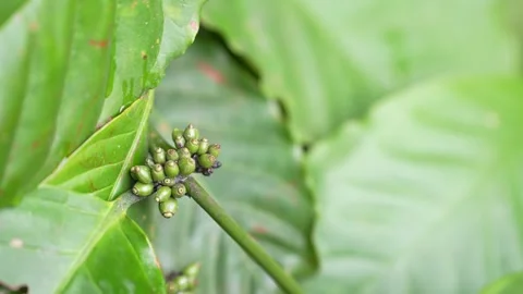 Young green coffee cherries growing in clusters on a coffee tree Stock Footage 344707242