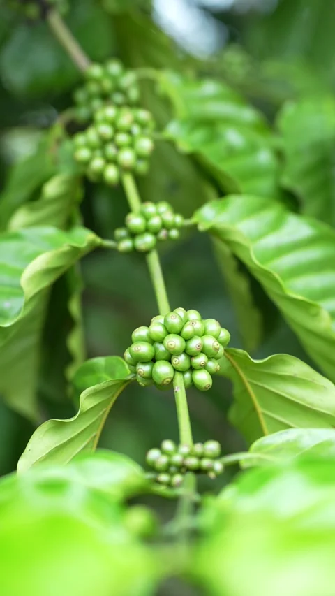 Young green coffee cherries growing in clusters on a coffee tree Stock Footage 344707264