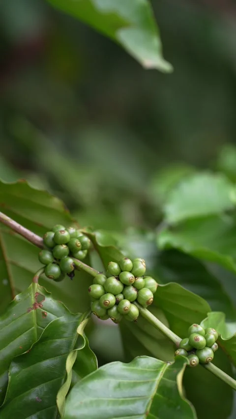 Young green coffee cherries growing in clusters on a coffee tree Stock Footage 344707337