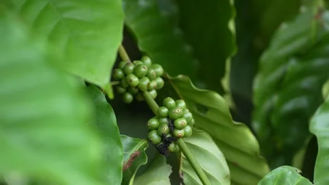 Young green coffee cherries growing in clusters on a coffee tree Stock Footage 344707356
