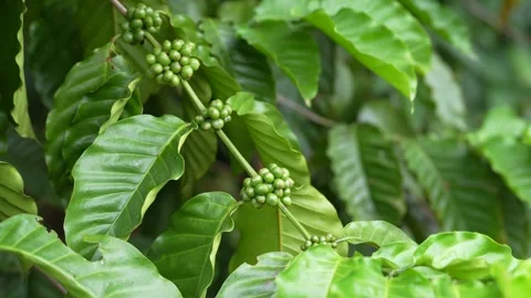 Young green coffee cherries growing in clusters on a coffee tree Stock Footage 344707359