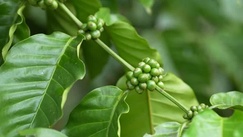 Young green coffee cherries growing in clusters on a coffee tree Stock Footage 344707361