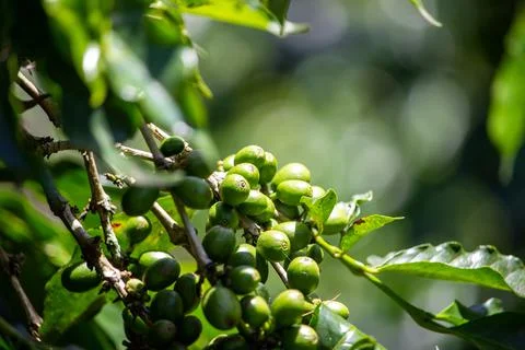 Young green coffee Stock Photos