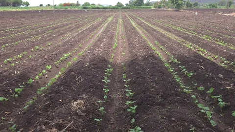 Young green common bean (ghevada) saplings growing in fertile loam furro 库存影片 336365534