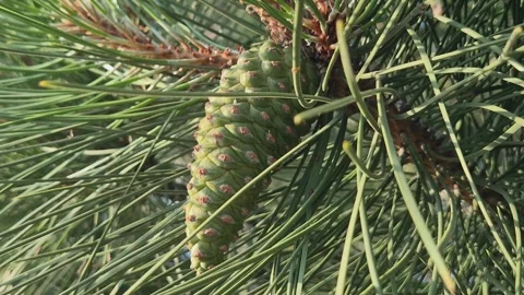 Young green cone on a pine branch, close-up Stock-Footage 313453425