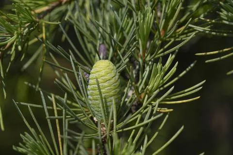 Young Green Cone Surrounded by Conifer Needles Close Up 写真素材