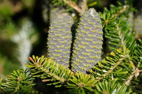 Young green cones Stock Photos