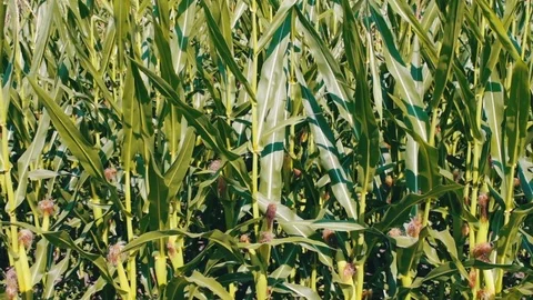 Young green corn cobs grow on cornfield Stock Footage