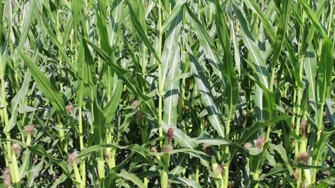 Young green corn cobs grow on cornfield Stock Footage