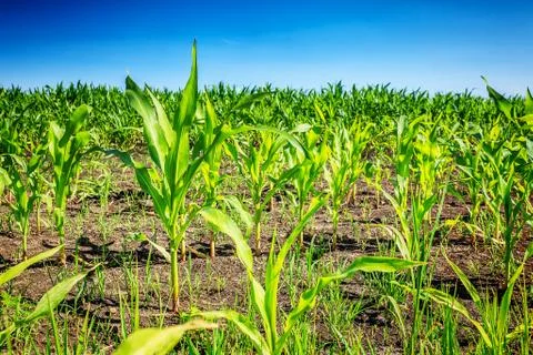 Young green corn field Stock Photos