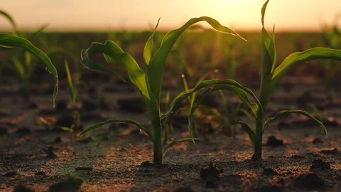 Young green corn field sunset, farming cultivation concept, sprout business farm Stock Footage 246568494