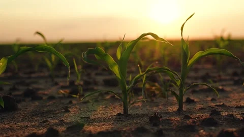 Young green corn field sunset, farming cultivation concept, sprout business farm Stock Footage 249120868