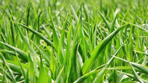 Young green corn on the fields in the summer. 스톡 동영상 116990077