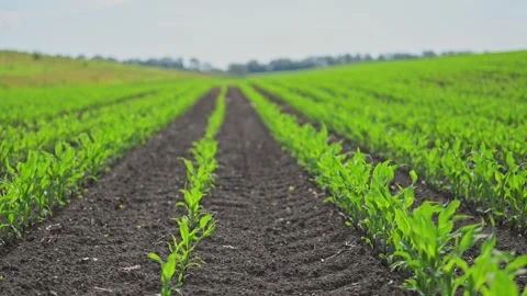 Young green corn glows under sunlight, slow breeze across. Stock Footage 315713843