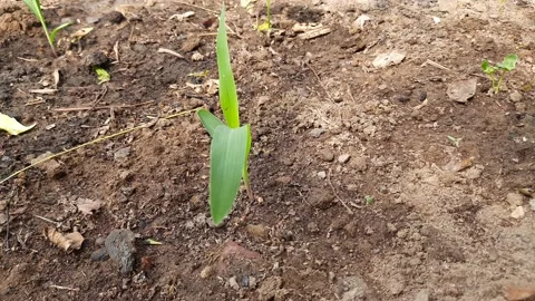 Young green corn growing on the field. Stock Footage 196204382