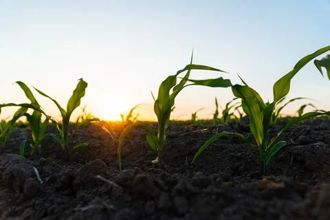Young green corn grows on a field in black soil. Stock Photos