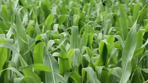 Young green corn leaves sway in the wind on a rural agricultural farm field Stock Footage 339363965