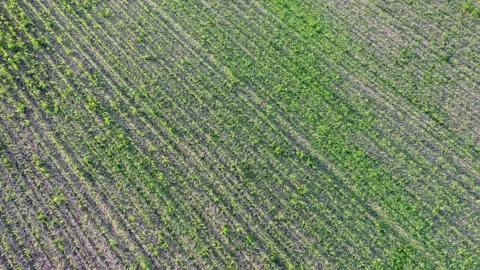 Young green corn, maize sprouts, shoots, planted in rows in field, aerial view Video stock 133241350