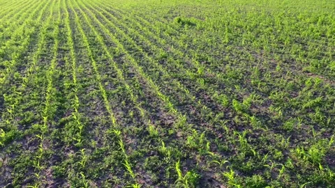 Young green corn, maize sprouts, shoots, planted in rows in field, aerial view Video stock 133241425